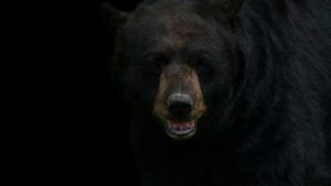 official bear market